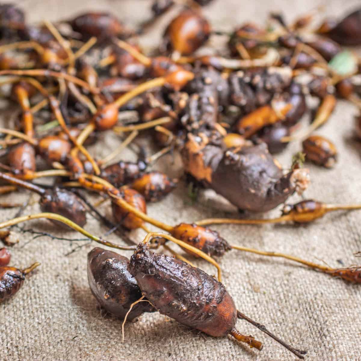 washed tubers on a towel.