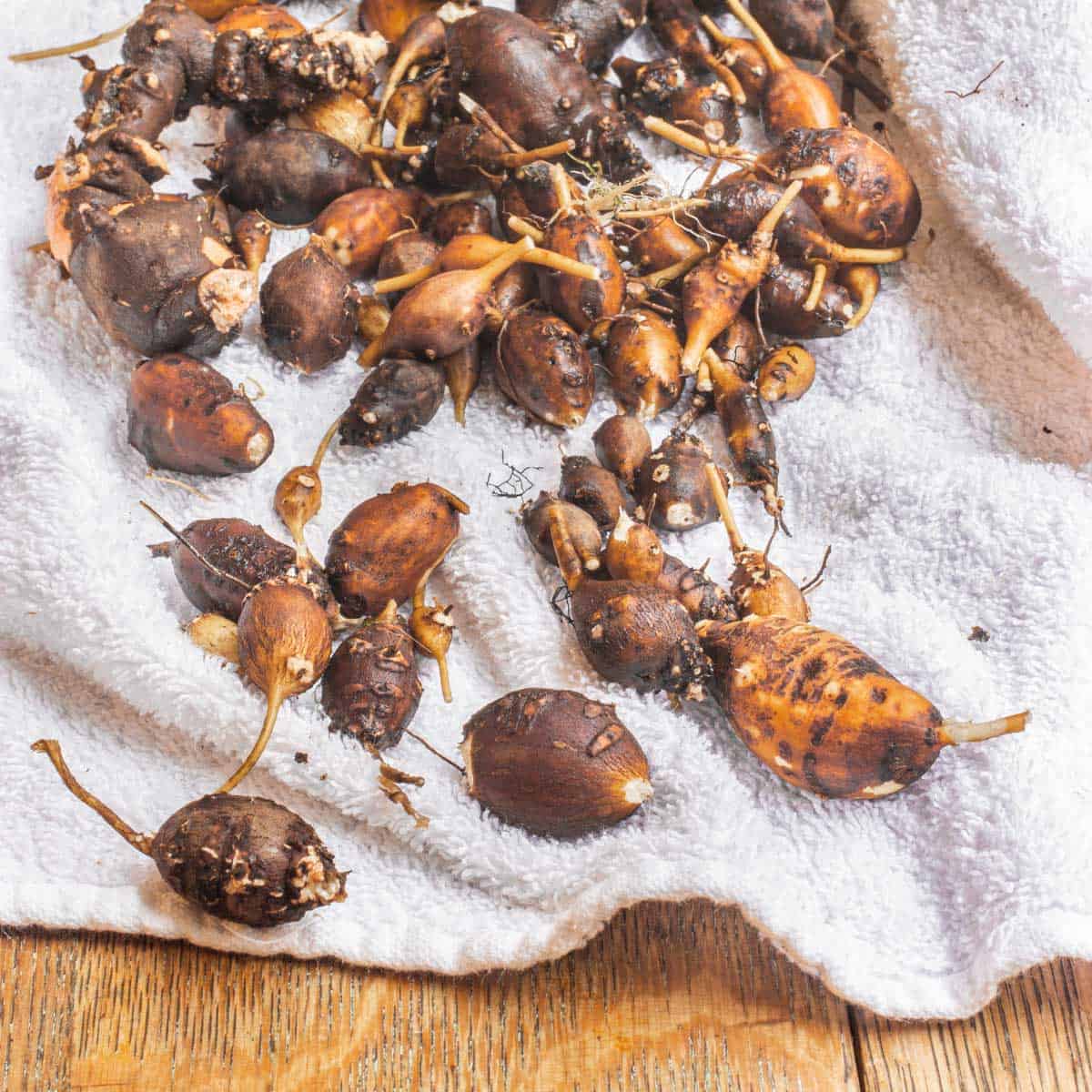 washed tubers on a towel.