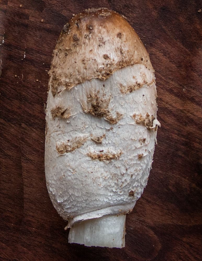 Shaggy mane mushroom close up 