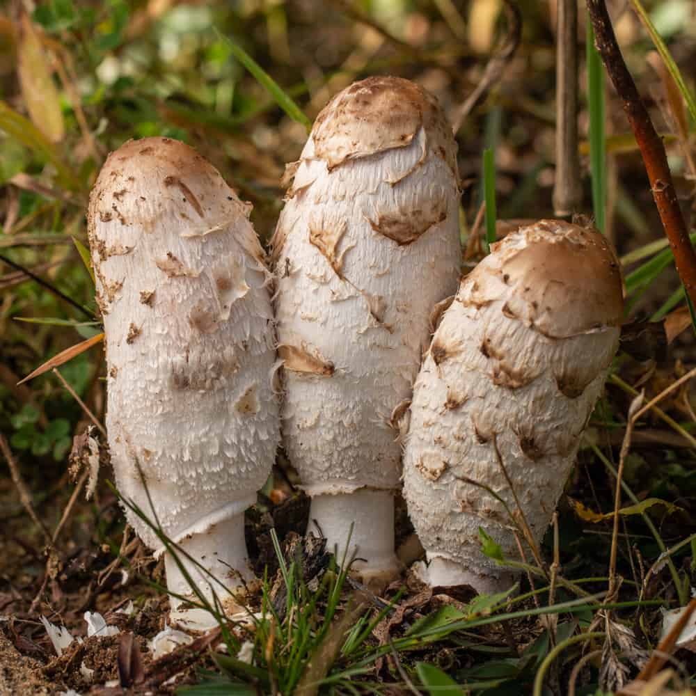 Coprinus comatus or shaggy mane mushrooms