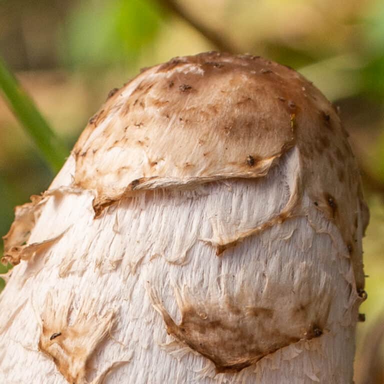 Foraging and Cooking Shaggy Mane Mushrooms