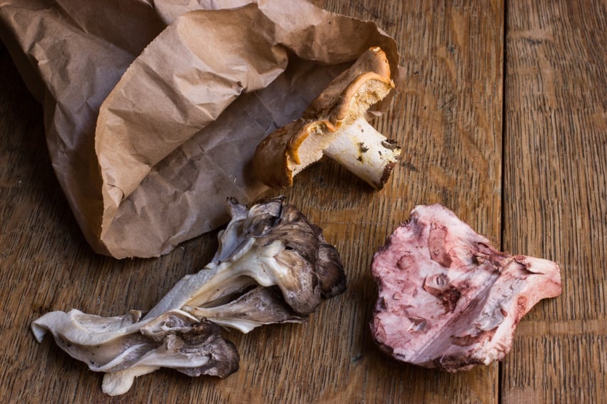 hygrophorus russula, hedgehog mushroom, hen of the woods, maitake