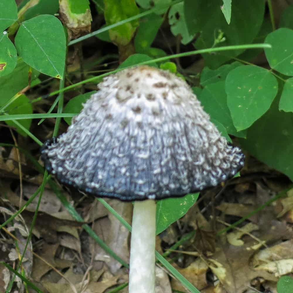 Shaggy inkcap mushrooms turning to ink