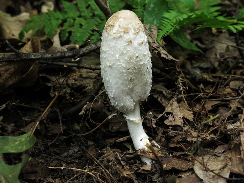 shaggy mane coprinus comatus lawyers wig-4