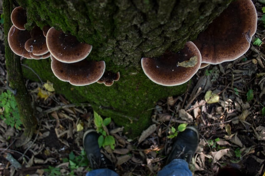 Ischnoderma resinosum