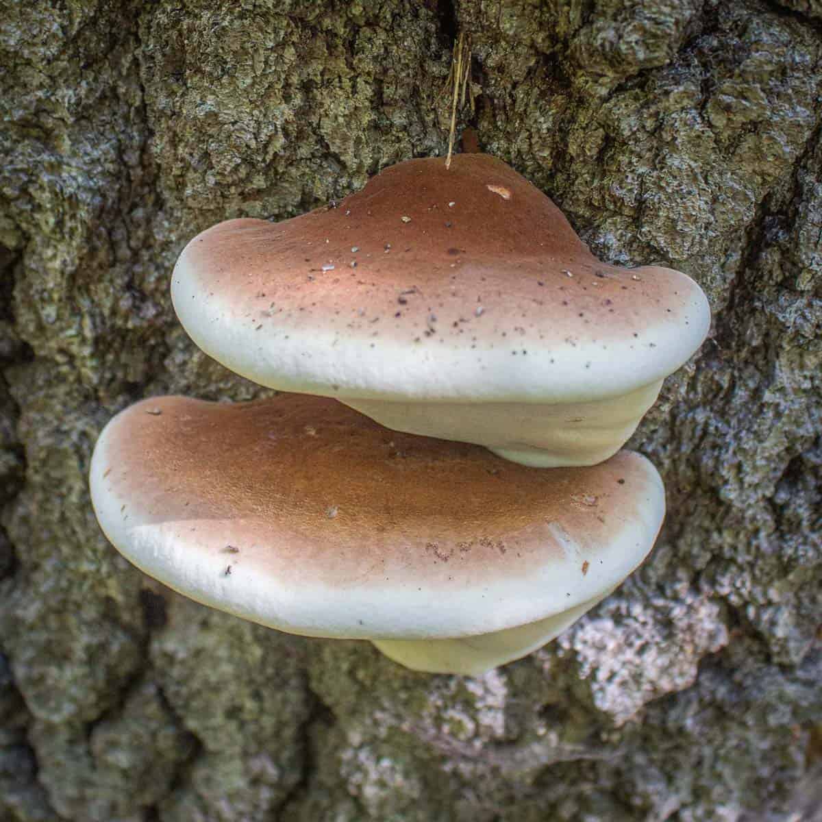 ischnoderma resinosum or resinous polypore mushrooms on a tree