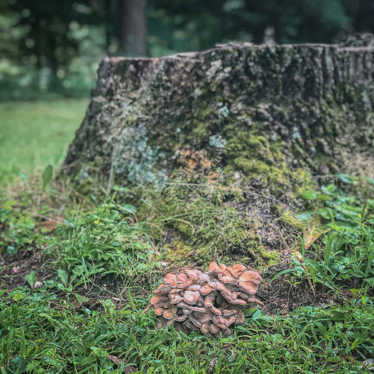 Hunting and cooking hen of the woods mushrooms also known as maitake ...