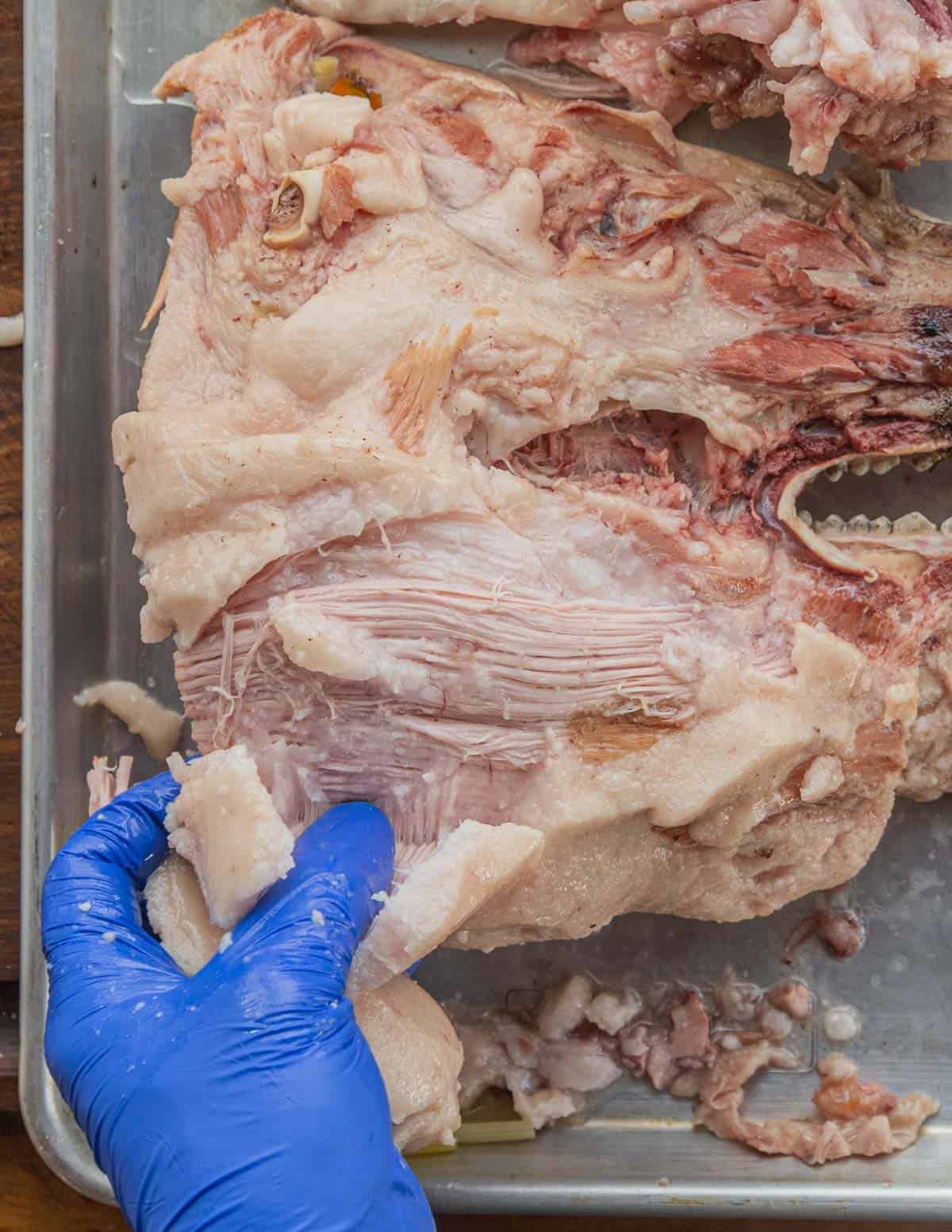 A gloved hand removing fat from a cooked pork head jowl. 