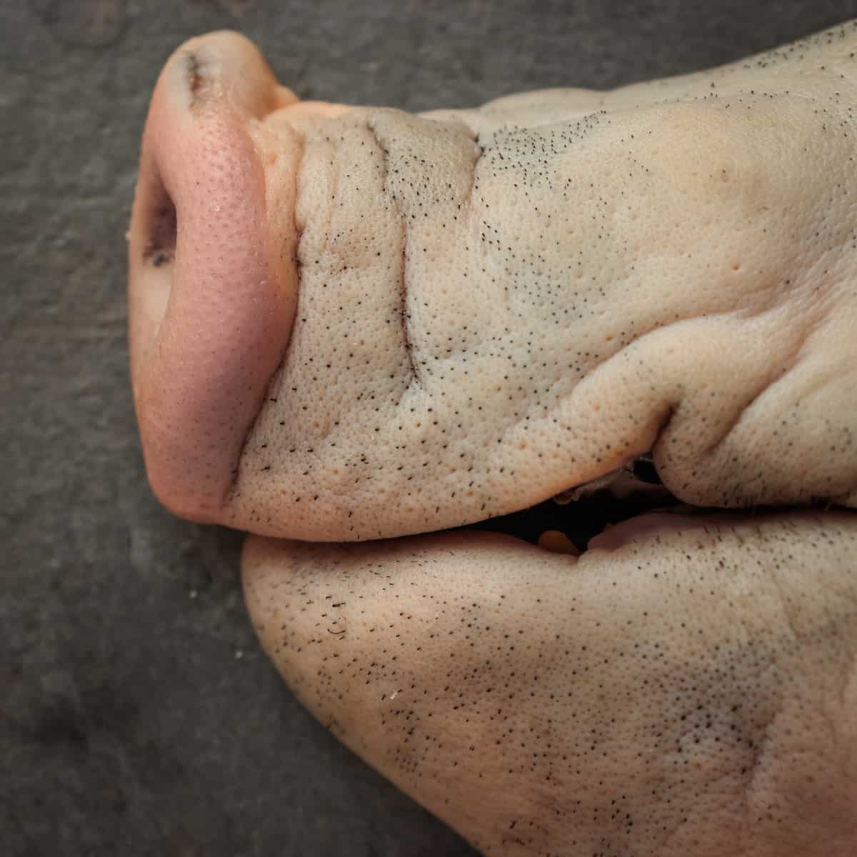 A close up image of a baby pig head 
 for making suckling pig headcheese