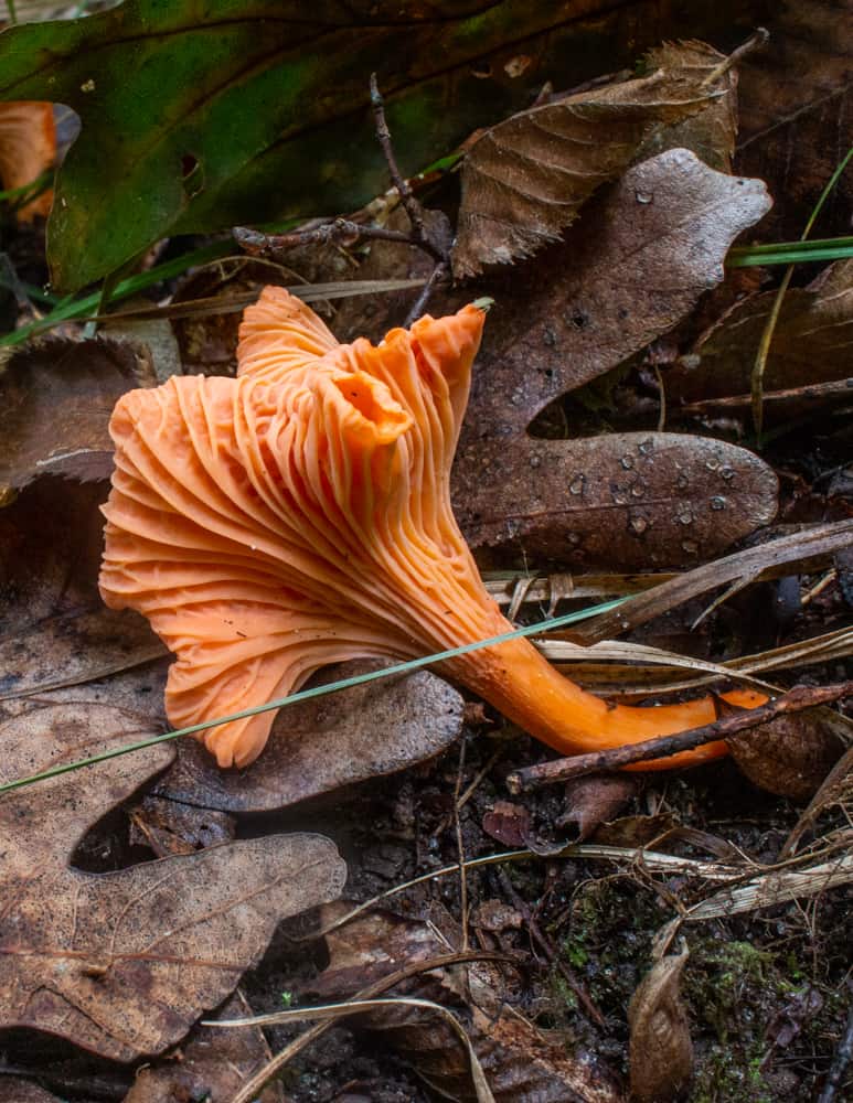 Red chanterelle mushrooms or Cantharellus cinnabarinus in the woods