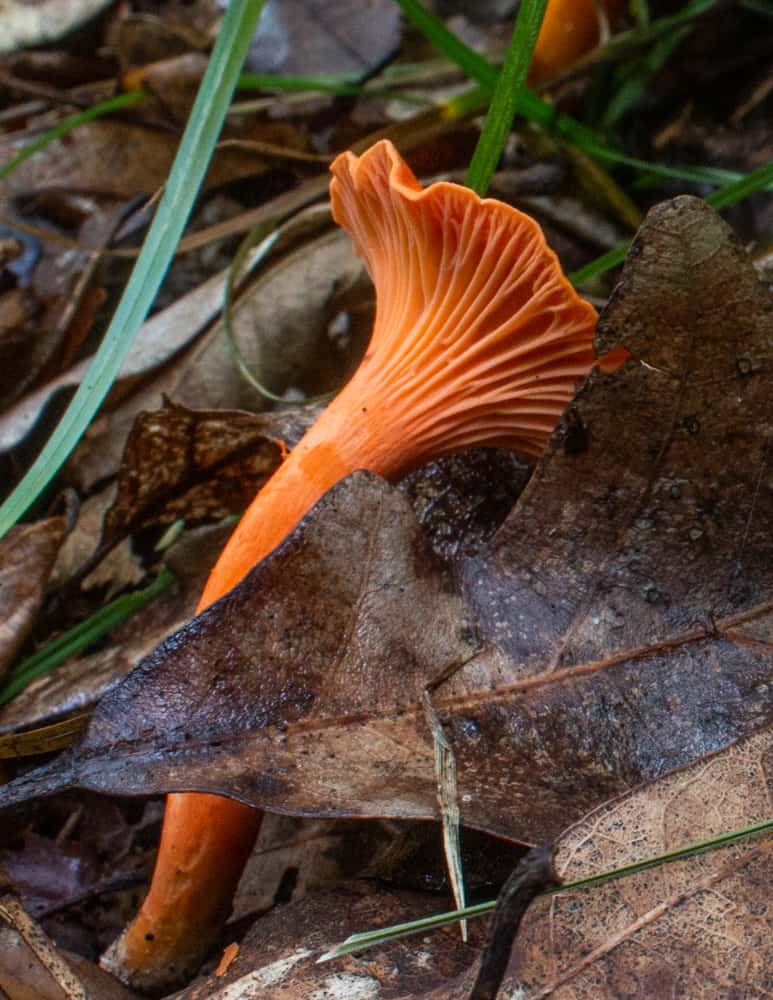 Red chanterelle mushrooms or Cantharellus cinnabarinus in the woods 