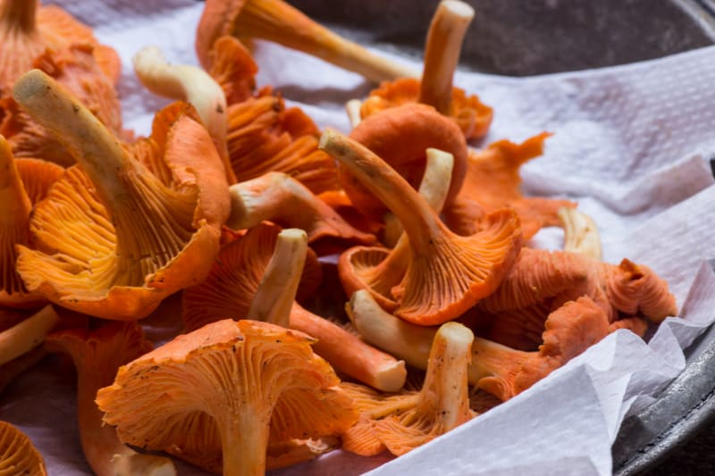 red chanterelles from wisconsin