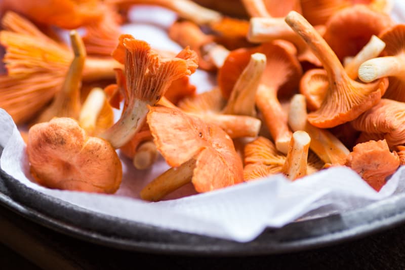 red chanterelles from wisconsin 