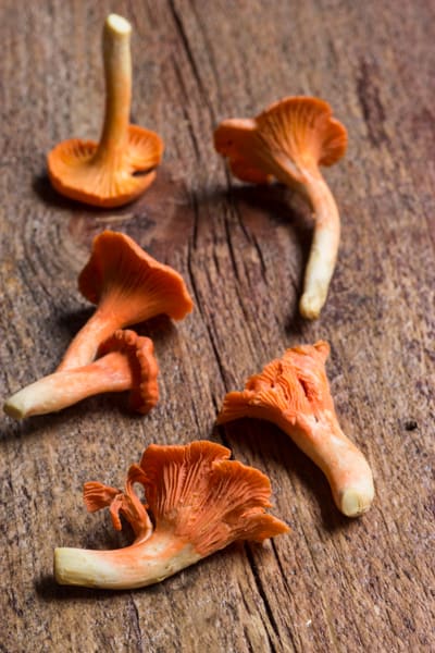 red chanterelles from wisconsin