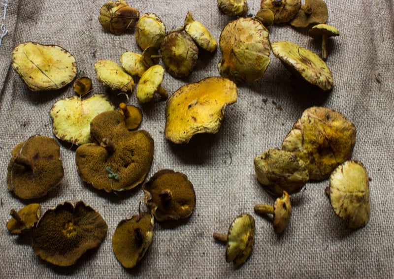 Two Men and a Little Farm: DEHYDRATING MUSHROOMS