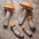 scaber stalk leccinum mushrooms birch bolete edible minnesota