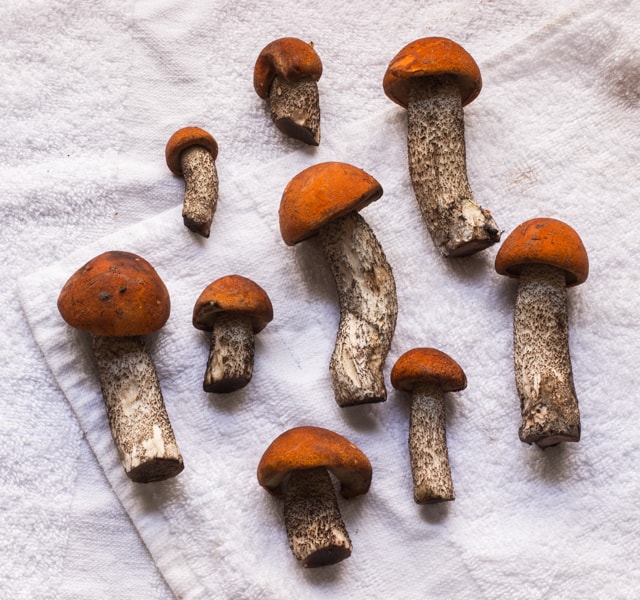 leccinum mushrooms edible minnesota birch bolete