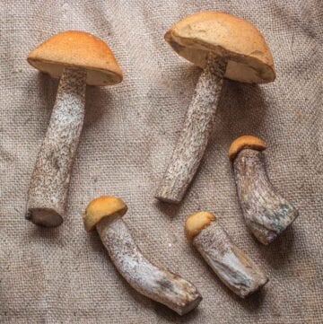 A group of large scaber stalk mushrooms laid out on a burlap sack.