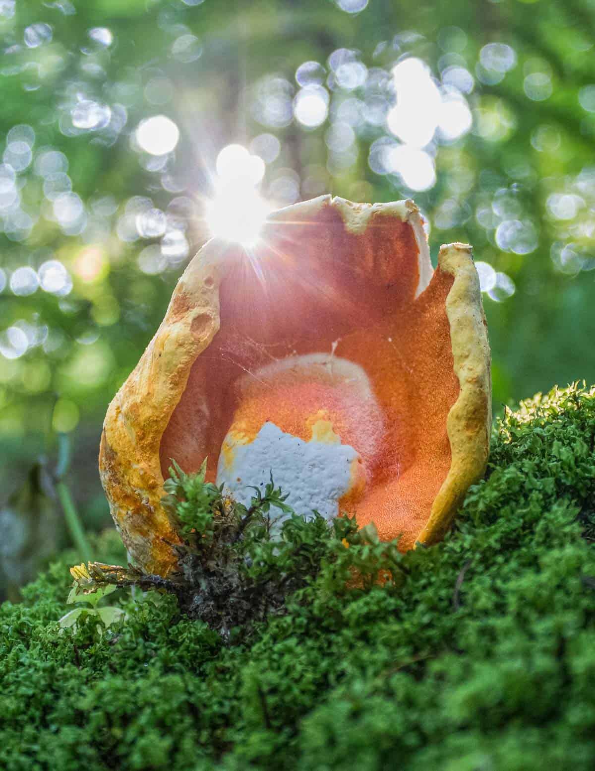 lobster mushrooms in the woods with a sunflare.