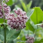 edible milkweed minnesota