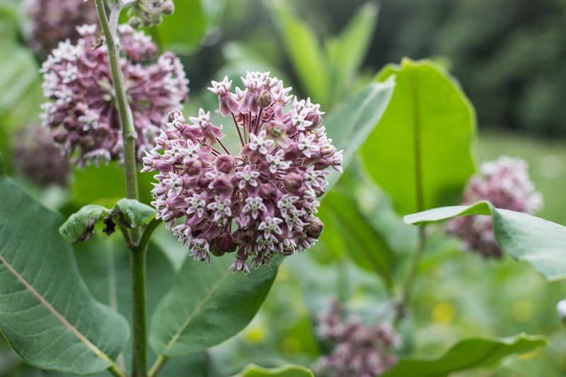 edible milkweed minnesota