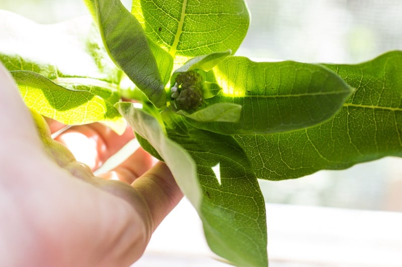 milkweed minnesota edible