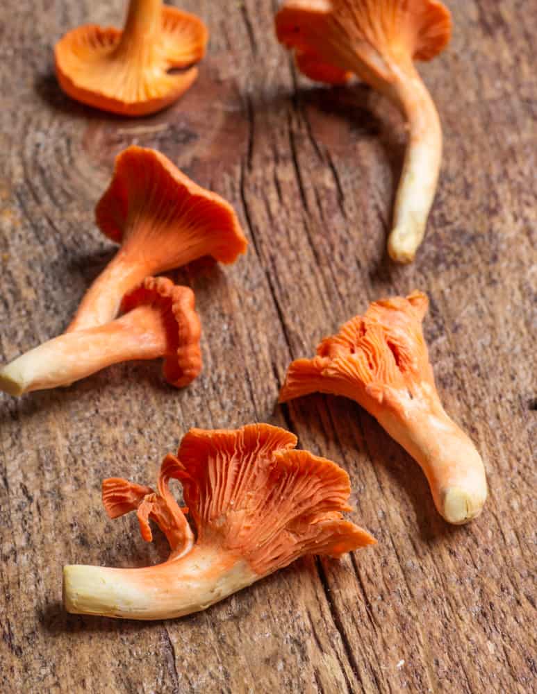 Red chanterelle mushrooms or Cantharellus cinnabarinus 