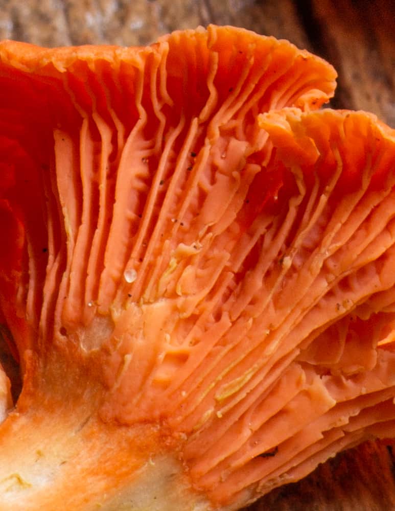 Close up of veins or false gills of red chanterelles (Cantharellus cinnabarinus) 