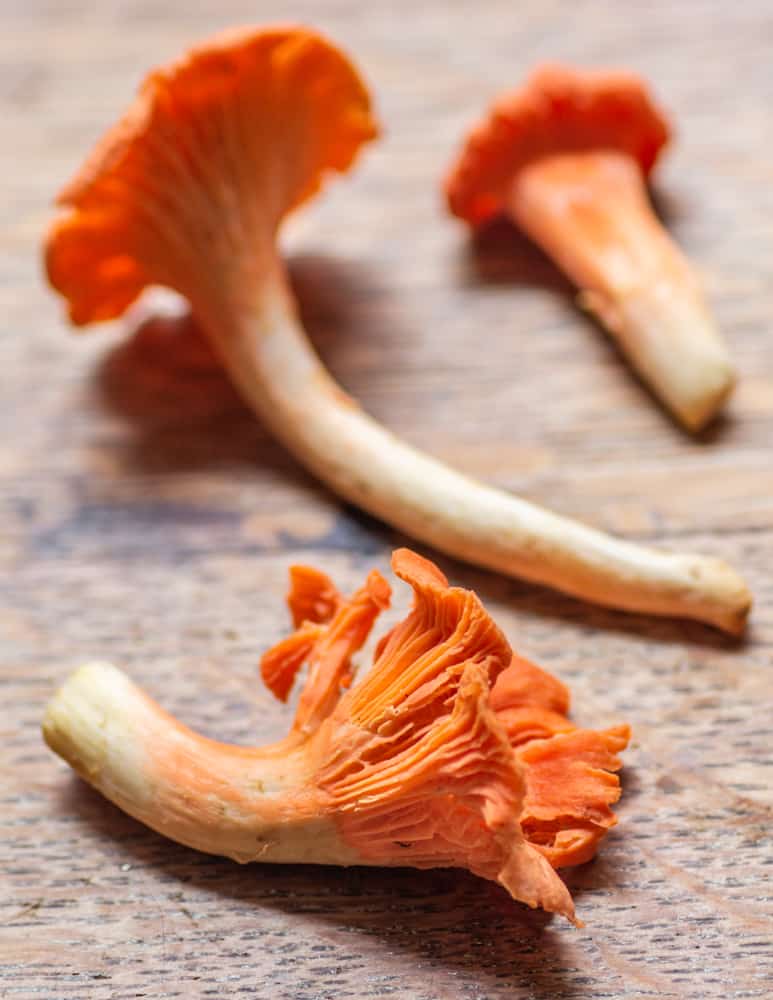 Red chanterelle mushrooms or Cantharellus cinnabarinus