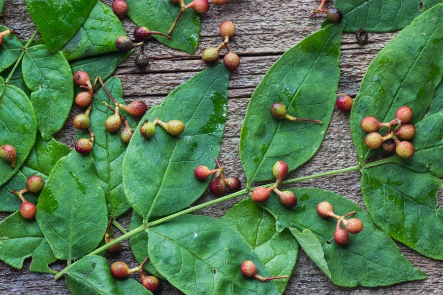 Zanthoxylum wild Szechuan peppercorns (17)