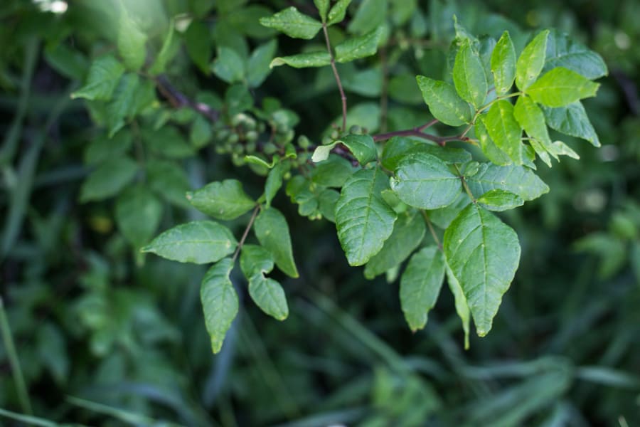 Zanthoxylum wild Szechuan peppercorns (17)