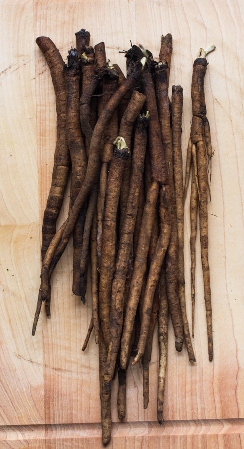 burdock or gobo root wild burdock root