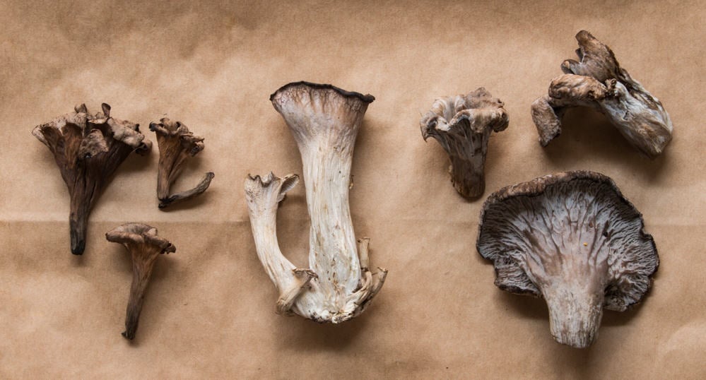 3 species of black trumpet mushrooms 