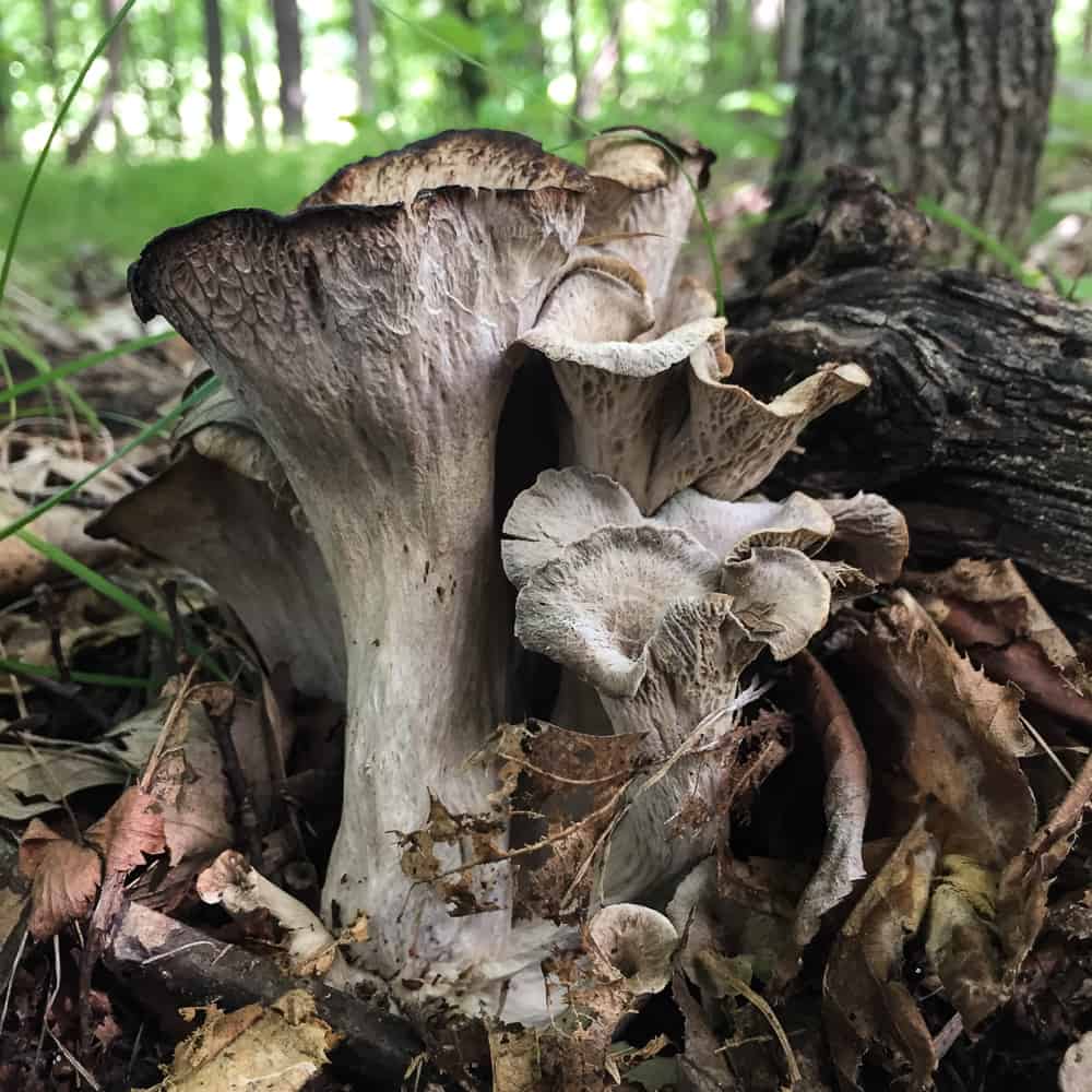 Craterellus foetidus 