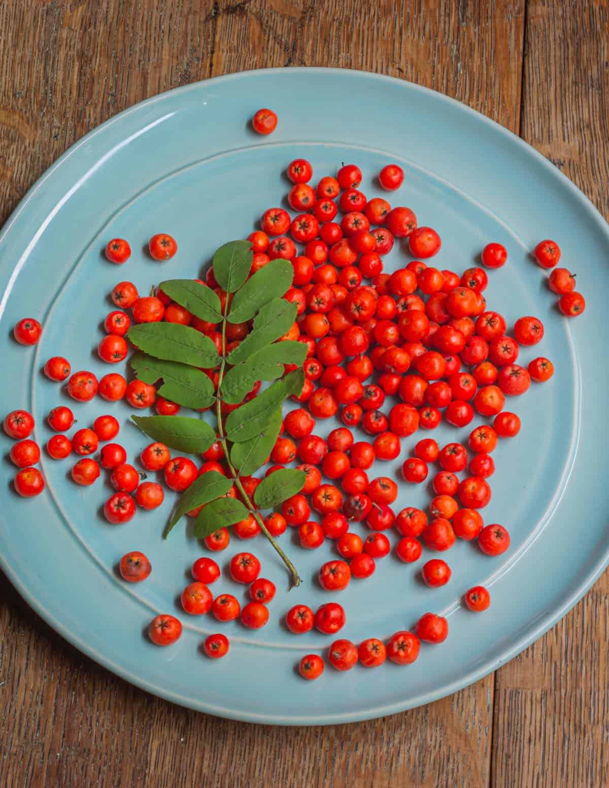 The rowan berry or mountain ash berry