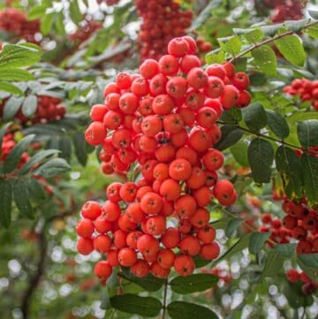 edible rowanberries or mountain ash berries on a tree