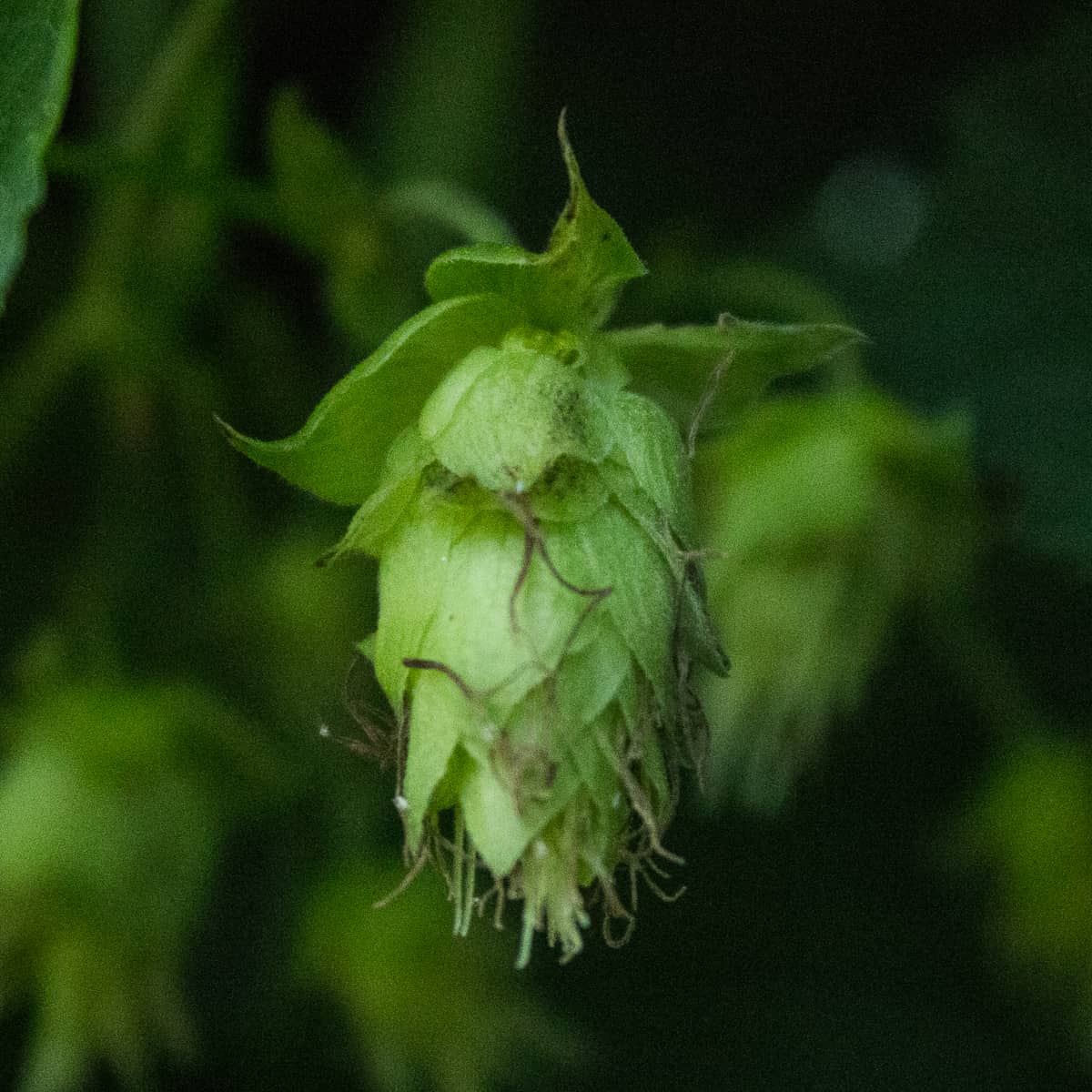 Mature hop flowers