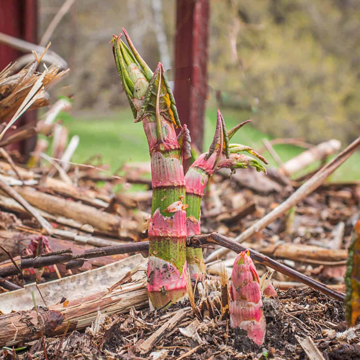 Japanese knotweed, fallopia japonica, reynoutria japonica, 