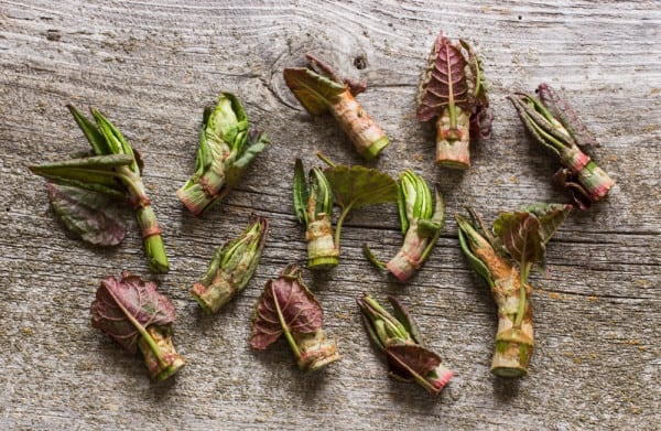 Japanese Knotweed: Hunting, Harvesting, Cooking and Recipes