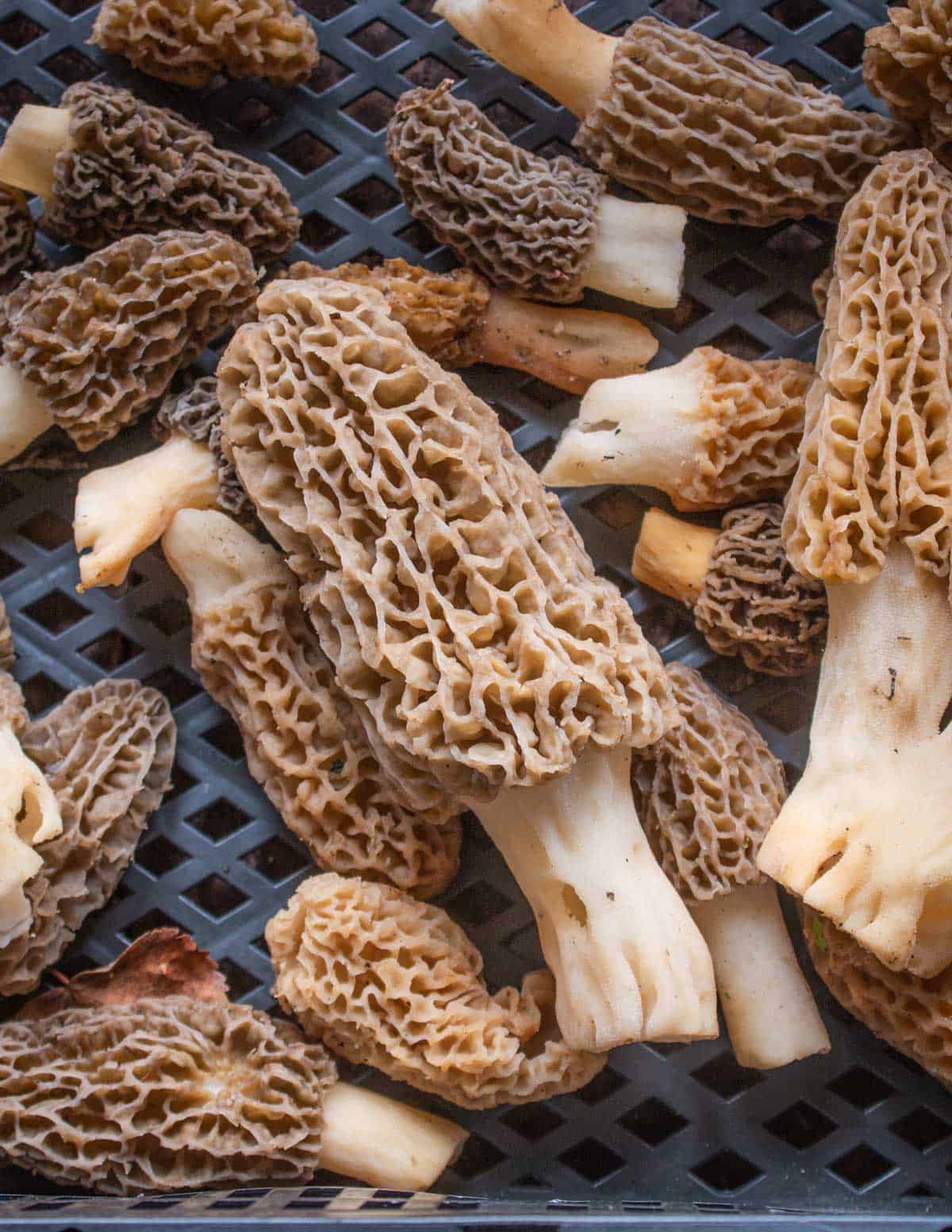 morel mushrooms in a plastic tray 