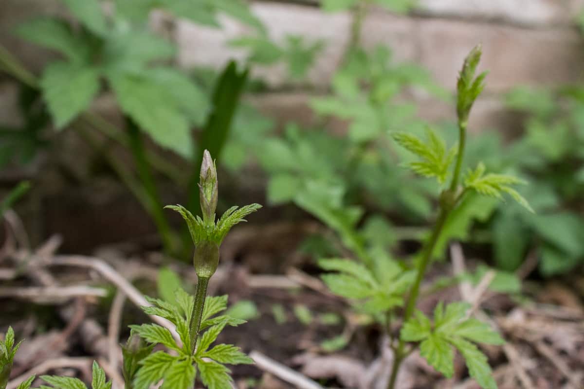 Foraging for edible hop shoots or Humulus lupulus