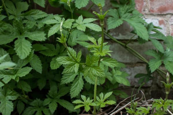 Foraging for edible hop shoots or Humulus lupulus