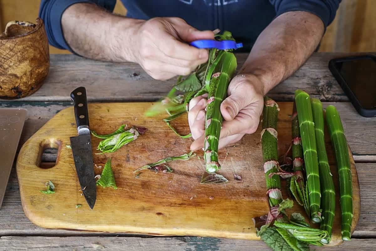  Peeling japanese knotweed shoots