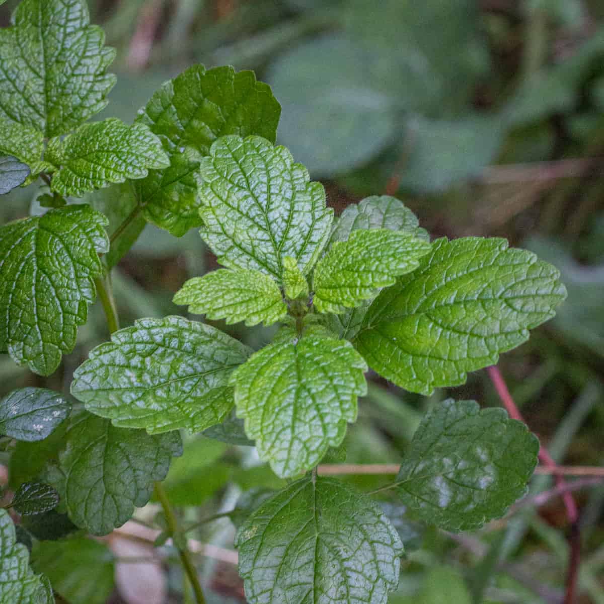 Wild Lemon Balm