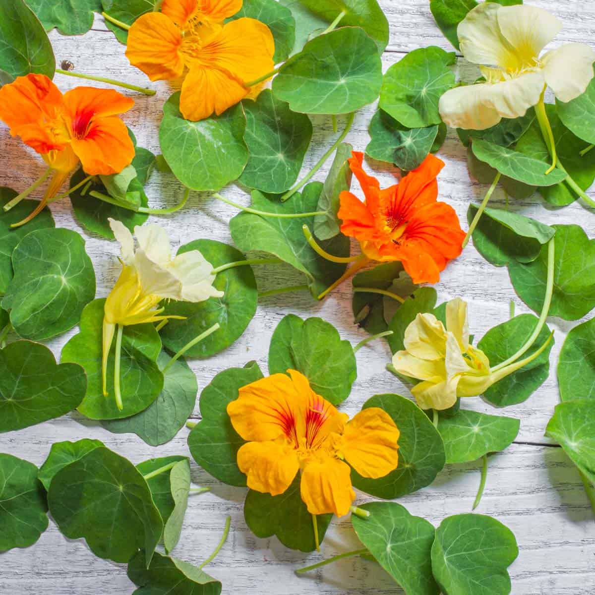 Edible Nasturtium Leaves and Flowers (+ Capers!) Forager | Chef