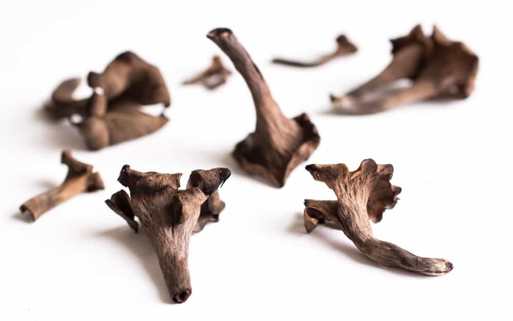 Black trumpet mushrooms MN 2015-4