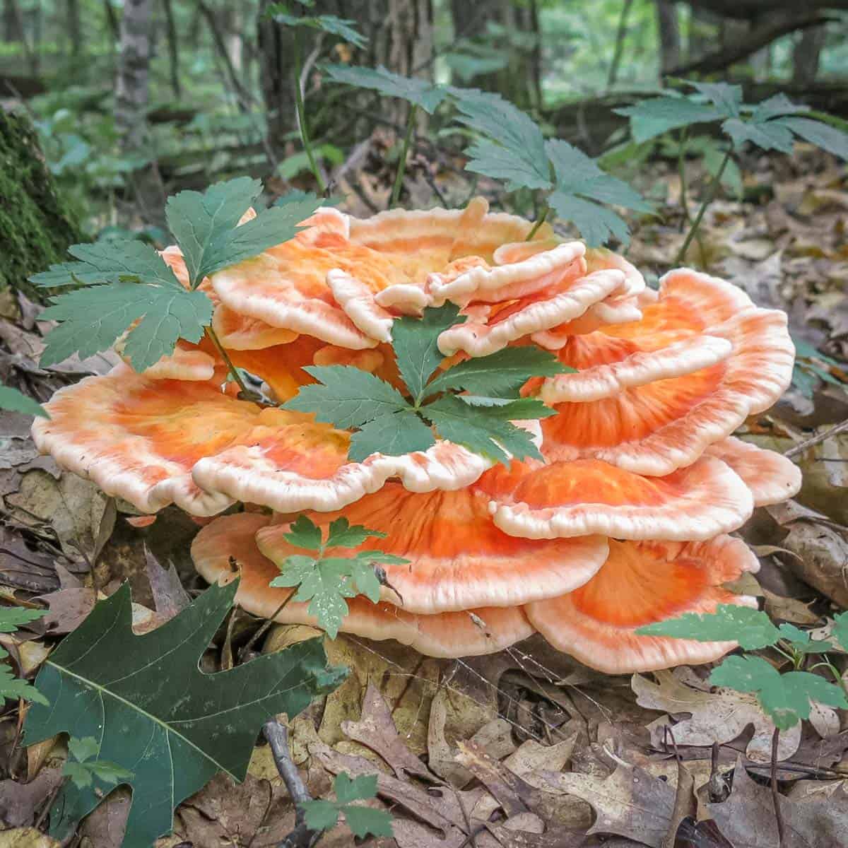 Chicken of the woods mushroom or laetiporus cincinnatus