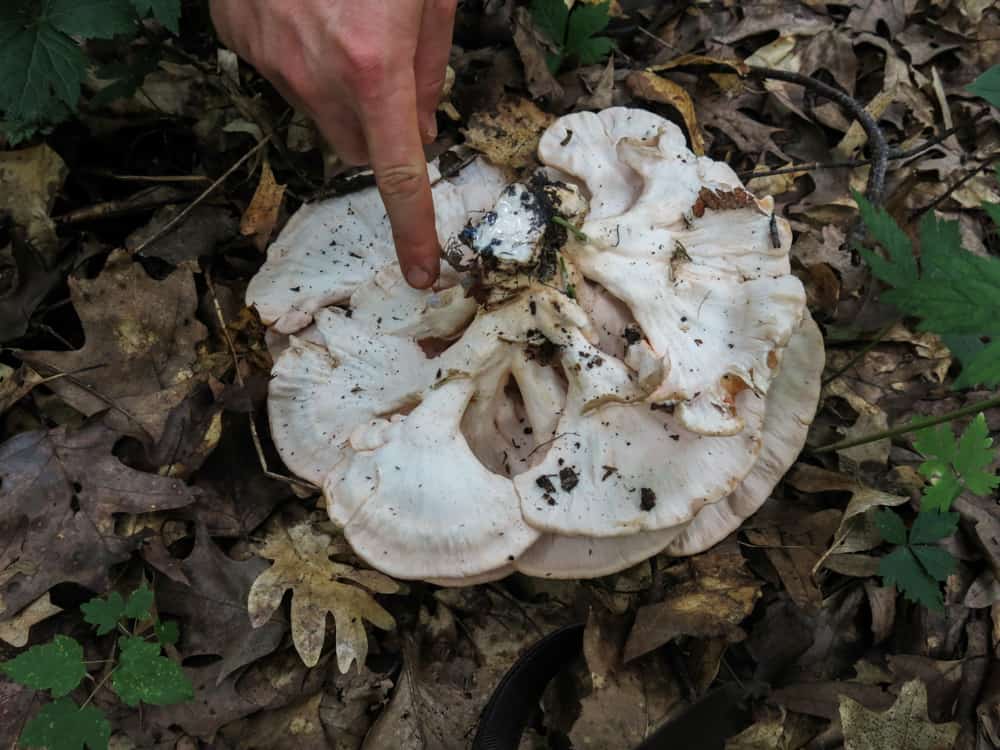 chicken mushroom laetiporus cincinnatus