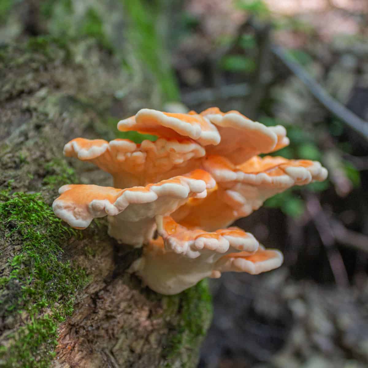 Chicken mushroom laetiporus cincinnatus