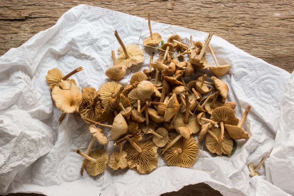 fairy-ring-mushrooms-or-marasmius-oreades